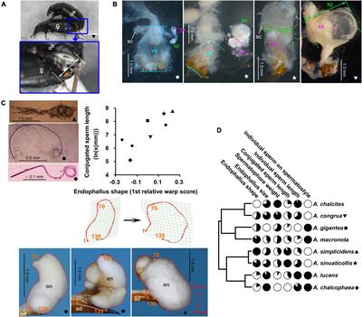 Possible differences in effects on ejaculate morphology between shape and size components of the intromittent membranous part of insect male genitalia: Phylogenetic comparative analyses in Carabidae